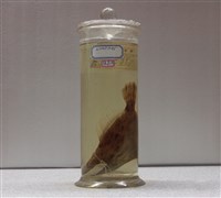 藏品(冠鱗單棘魨)的圖片